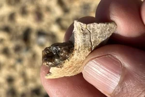 Fóssil ligado ao ancestral comum de humanos e macacos modernos encontrado no Egito