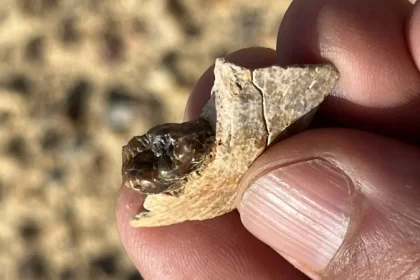 Fóssil ligado ao ancestral comum de humanos e macacos modernos encontrado no Egito