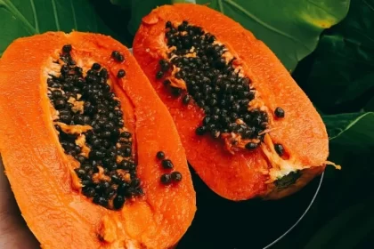 sementes usadas em contraceptivo masculino à base de mamão