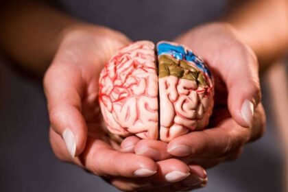 cérebro -Joseph – depositphotos.com / KostyaKlimenko