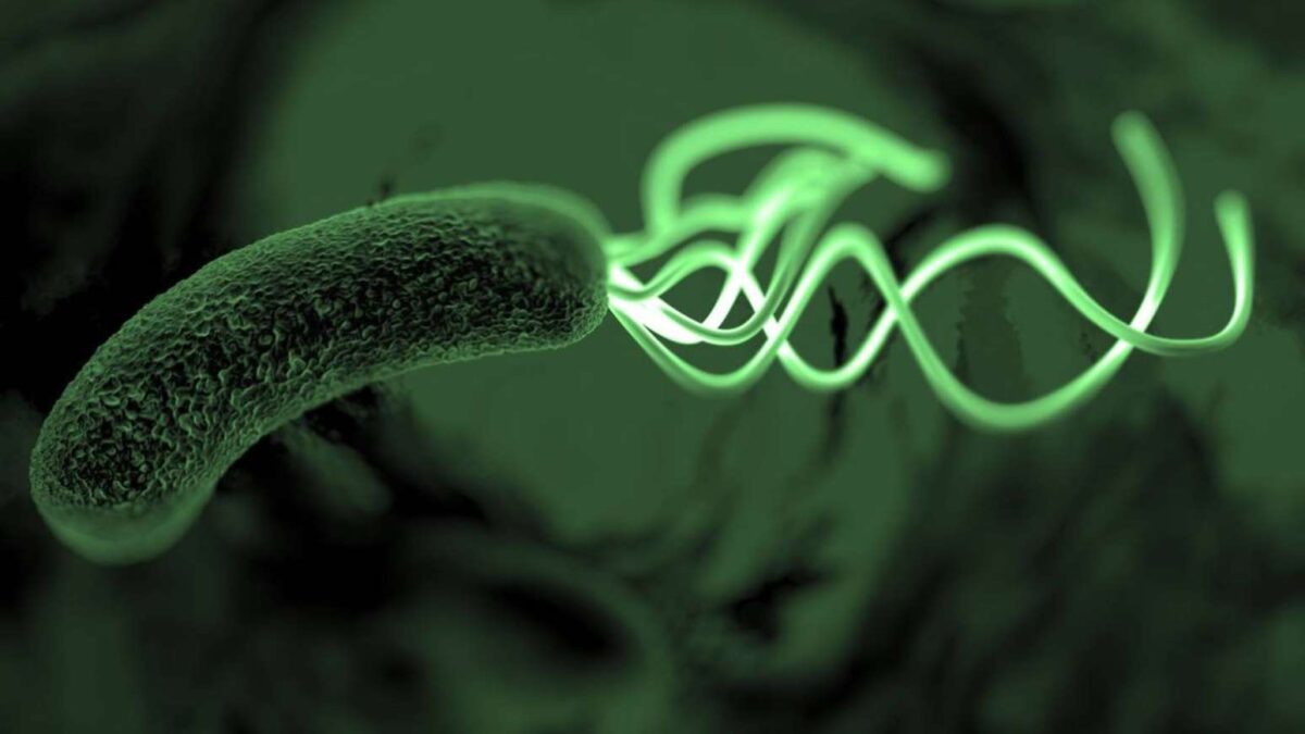 Presente na mucosa gástrica, a H. pylori está associada a inflamações como gastrite e pode favorecer o desenvolvimento de úlceras ao longo do tempo – depositphotos.com / PRB ARTS