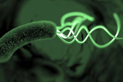 Presente na mucosa gástrica, a H. pylori está associada a inflamações como gastrite e pode favorecer o desenvolvimento de úlceras ao longo do tempo – depositphotos.com / PRB ARTS