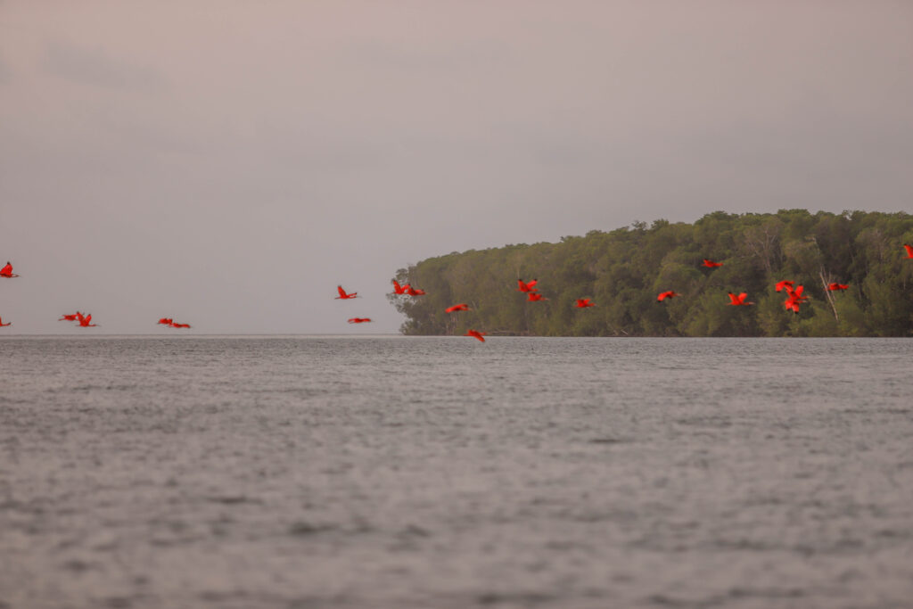 Guarás de plumagem vermelha durante revoada no Delta do Parnaíba, no Piauí.