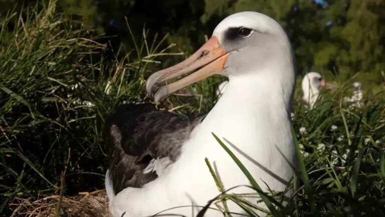 Albatroz-de-laysan Wisdom, de cabeça branca, bico comprido e asas escuras, vista de perfil entre a vegetação.