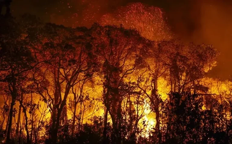 Incêndio em área de vegetação à noite, com chamas alaranjadas iluminando árvores e brasas no ar.