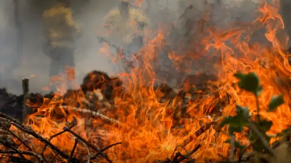 Chamas alaranjadas avançam sobre vegetação seca durante incêndio florestal.