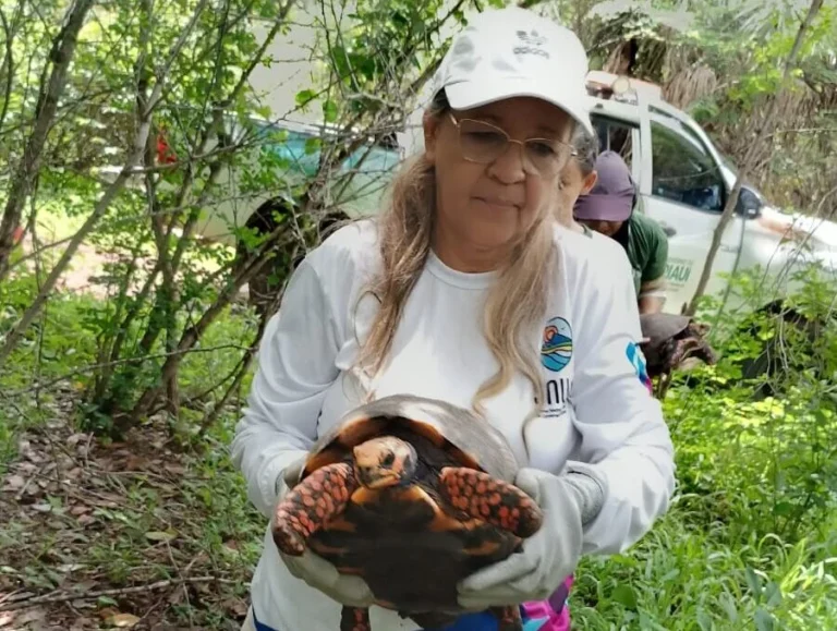 Mulher de boné branco e luvas segura um jabuti em área arborizada.