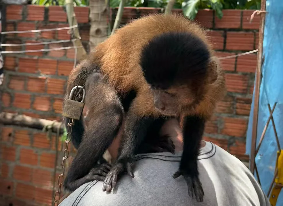 Macaco de pelagem castanha e membros escuros apoiado no ombro de um homem, diante de muro de tijolos.