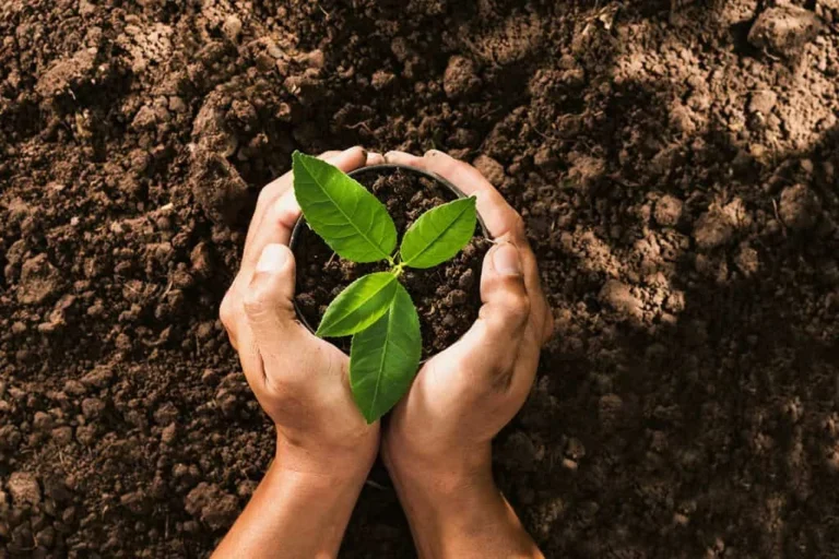 Mãos segurando uma pequena muda de planta com folhas verdes sobre a terra, em imagem ilustrativa de arborização e plantio de árvores.