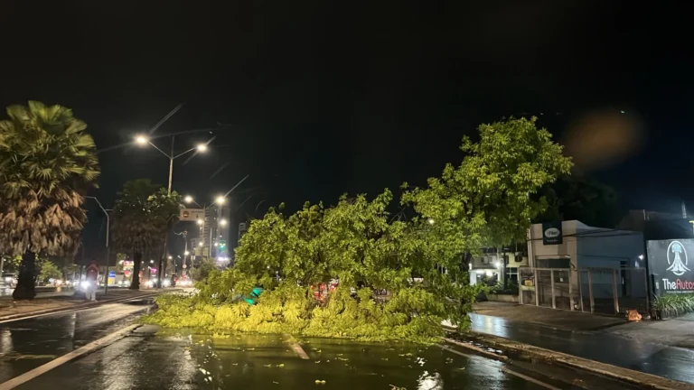 Árvore de grande porte caída sobre uma avenida molhada durante a noite, com postes de iluminação, veículos e estabelecimentos ao fundo.